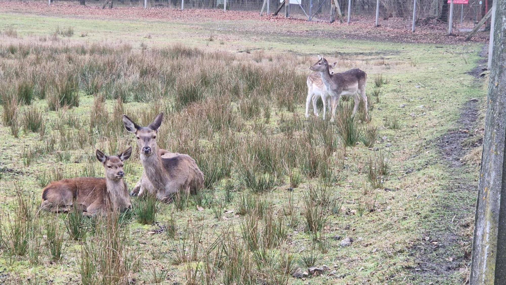 Rancho Colorado Villa Trzciel Esterno foto